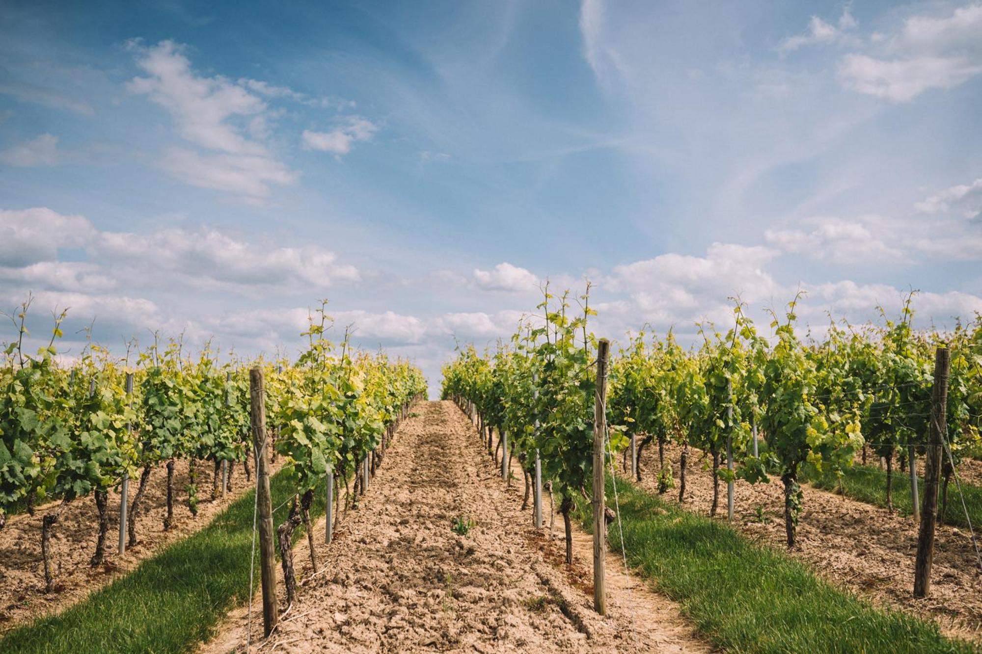Weingut Petershof Alzey Exterior foto