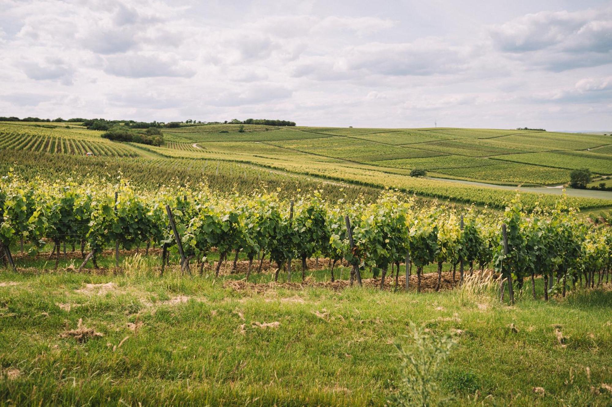 Weingut Petershof Alzey Exterior foto